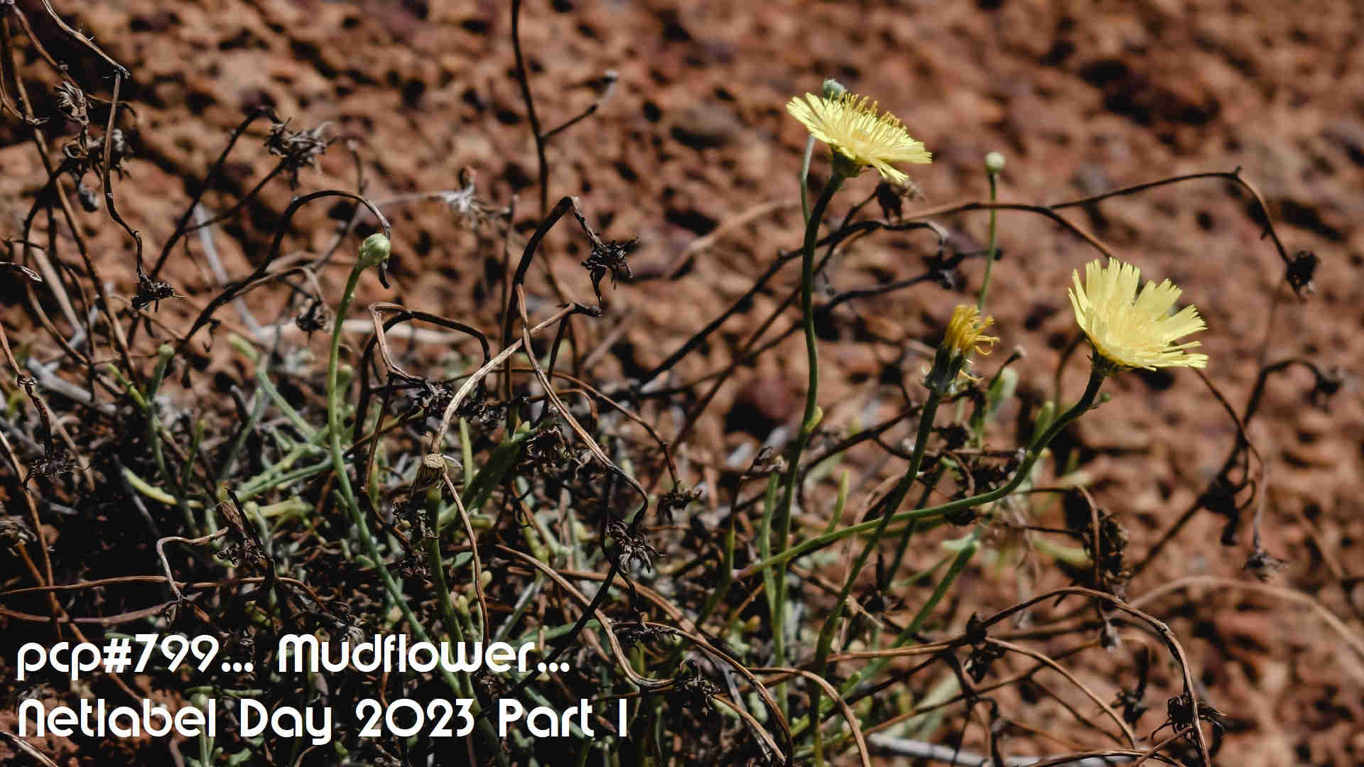 PCP#799... Mudflower...Netlabel Day 2023 Part 1...