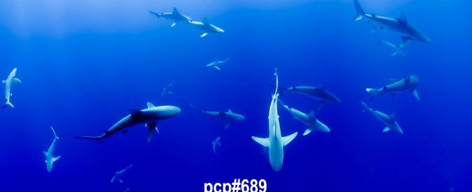 PCP#688... Shark Party!
