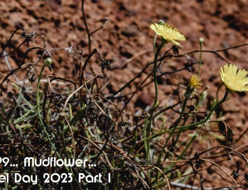 PCP#799… Mudflower…Netlabel Day 2023 Part 1…