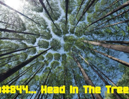 PCP#844… Head In The Trees…